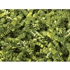 1 lb. Bag Green Tea Crinkle Paper